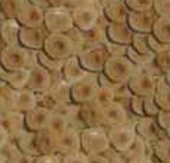 产品名称：Sliced Hazelnut Kernel