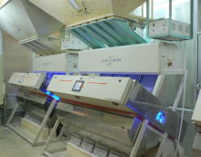 Sorting for yellow grains
